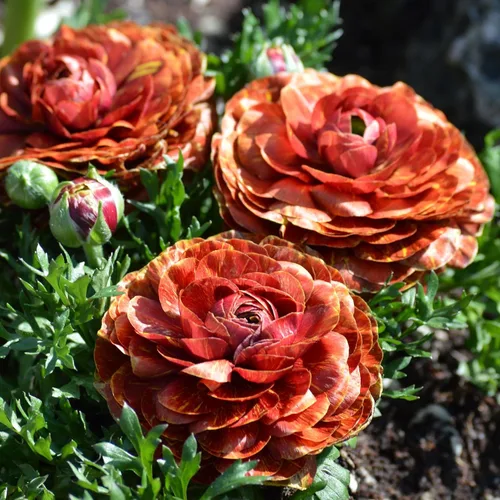 Vista 44 de Colección Tulip & Muscari - 15 bombillas - Bulbos de flores mixtas, bombilla atrae abejas, atrae mariposas, atrae polinizadores, fácil de cultivar