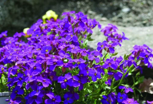 Vista 3 de Semillas Berro de Roca Púrpura - Flores Perennes para Plantar