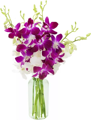 Vista 23 de Kabloom 10 Tallos Blue Valentine Dendrobium orquídeas, 2.5 libras