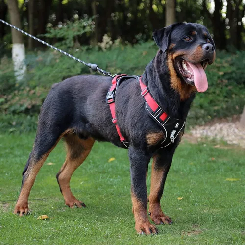 Vista 3 de Tangpan Arnés ajustable Oxford para perro, arnés de chaleco ajustable para mascotas con 2 clips para correa para perros pequeños (negro, pequeño)