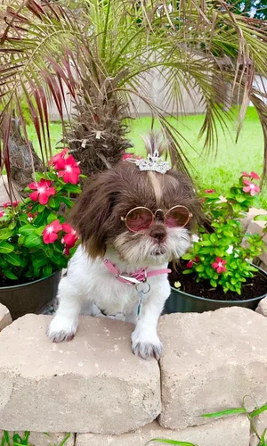 Vista 4 de PET SHOW 1 unidad/paquete de pinzas para el pelo de tiara para perro, lazos para perros pequeños, disfraz de diamantes de imitación de cristal