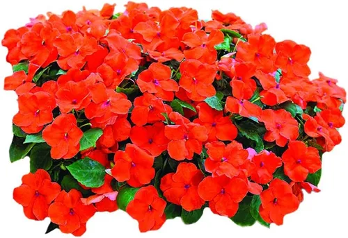 Vista 3 de Park Seed Solarscape XL Pink Jewel Hybrid Impatiens Semillas – Paquete de 10 semillas, ganador nacional AAS 2024, flores rosas vibrantes