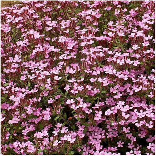 Vista 2 de Everwilde Farms - Semillas de flores silvestres Soapwort de 1 onza - Gold Vault