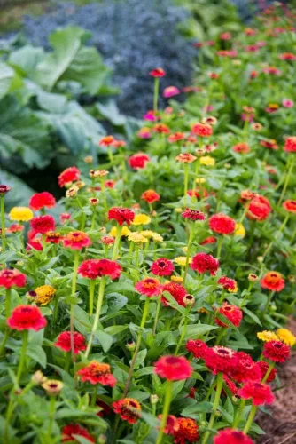 Vista 3 de Zinnia State Fair Pkt - Aprox. 60 semillas