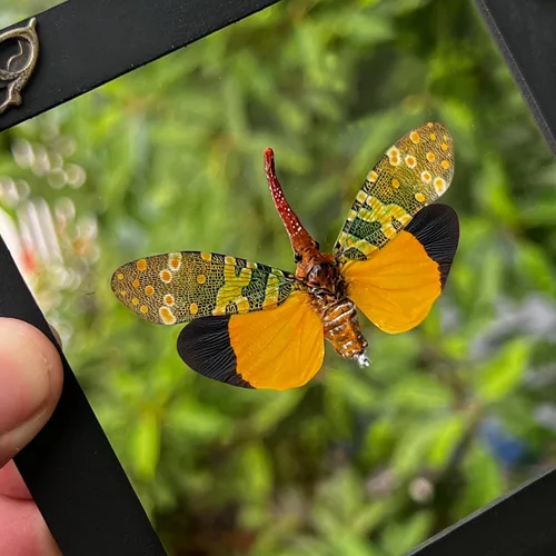 Vista 150 de 2 Real Dragonfly Specimens Shadow Box Framed Insect Display Oddities Curiosities Entomology Collection Natural History Wall Decor Gift for Nature