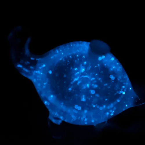 Vista 5 de Microacuario de tortuga bioluminiscente bioluminiscente de tortuga de vidrio Relleno de plancton bioluminiscente brillante