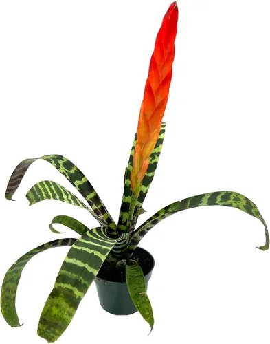 Vista 10 de ragnaroc Plantas vivas – Bromelia Billbergia Casa Blanca de raíz desnuda, gigante 20-30 cm - 1 unidad - Llegada viva garantizada - Plantas