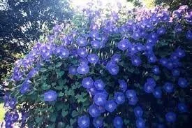 Vista 3 de Morning Glory - Semillas tricolor de Ipomoea sin tratar con flor azul celestial de Seed Kingdom (1 libra de semillas)
