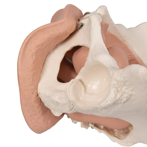 Vista 11 de 3B Scientific L31 3 Parte hembra Pelvis Esqueleto con modelo de los Órganos genitales, 13" x 10.2" x 7.1