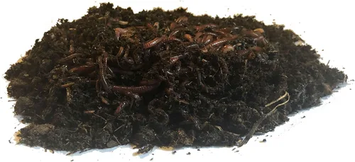 Vista 3 de Nature's Little Recyclers Más de 1,000 gusanos rojos, meneadores rojos, lombrices de tierra de compost, orgánicos, criados de forma sostenible