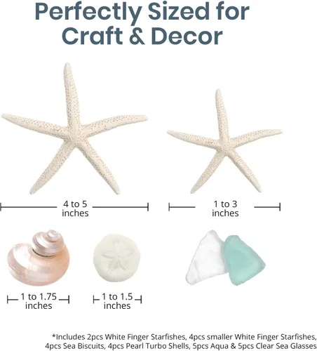 Vista 4 de Conchas de mar – Conchas de playa mezcladas reales con estrellas de mar y cristal de mar (paquete de 5) – Conchas para manualidades – Decoración