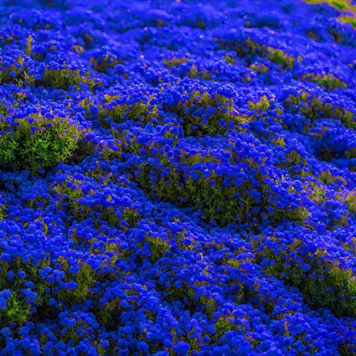 Vista 3 de Más de 2000 semillas de tomillo rastrero mixto, cubierta colorida para el suelo (azul, morado, rojo, amarillo) reliquia, perenne sin OMG