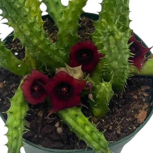 Vista 4 de BubbleBlooms Huernia Dragón Rojo Stapelia Cactus/Huernia penzigii, en maceta de 4 pulgadas