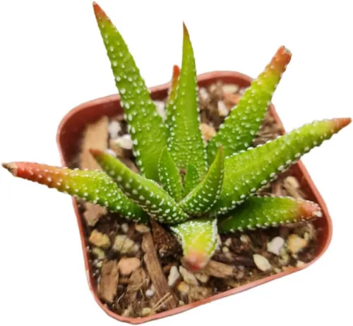 Vista 2 de Plantas vivas de Haworthia (maceta Attenuata VAR Glabrata de 2")