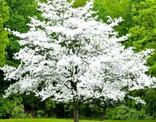 Vista 4 de 20 semillas de cornejo en flor Hermosas semillas de árbol en flor para plantar - Cornalina