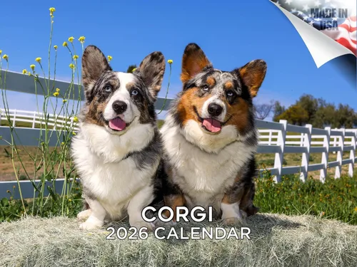 Vista 142 de Calendario de Lebrel Afgano 2025 2026, calendario mensual de pared de raza canina, 12" x 18" abierto, papel grueso sin traspaso, ideal para regalo