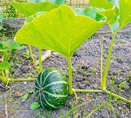 Vista 2 de TomorrowSeeds - Semillas de calabaza Kabocha - Más de 20 unidades - para plantar calabaza japonesa verde Hokkaido Ebisu asiático Tetsukabuto
