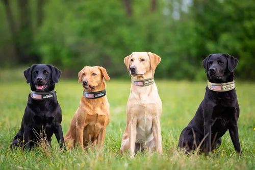 Vista 4 de Collar táctico de 2.5 pulgadas para perros medianos, collar de perro ajustable de nailon militar resistente con costuras reflectantes y mango