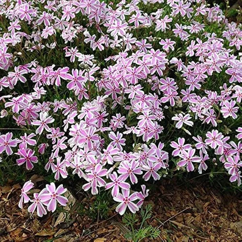 Vista 4 de Phlox rastrero rosa y blanco, planta viva de Phlox, bien enraizada, cubierta de suelo perenne rastrera