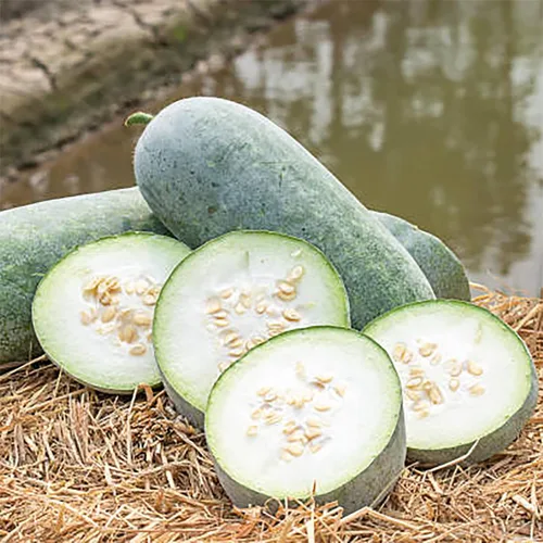 Vista 2 de 50 semillas de melón de invierno para plantar/calabaza de cera/calabaza de fresno/Benincasa Hispida Semillas vegetales tradicionales orgánicas