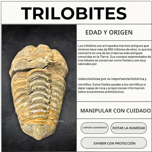 Vista 4 de Fósiles de trilobite (1, 2 pulgadas)