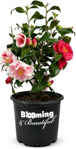 Vista 17 de Camelia, arbusto floreciente de hoja perenne viva, 3 galones
