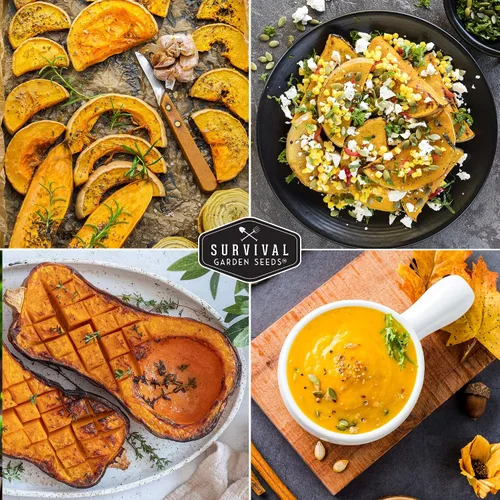 Vista 5 de Semillas de calabaza Butternut para plantar, semillas de vegetales sin OMG, alto rendimiento y cultivo fácil de cultivar para almacenamiento