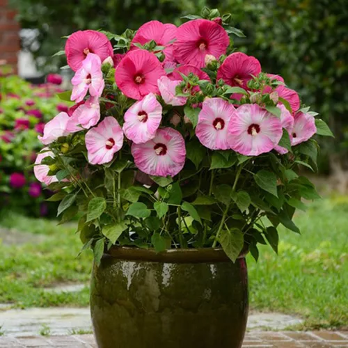Vista 6 de CHUXAY GARDEN Mezcla Luna Hibiscus-Moscheutos Resistente Rojo Rosa Blanco Dulce Cena Planta Hibiscus 25 Semillas Flor Perenne Heirloom Al Por Mayor