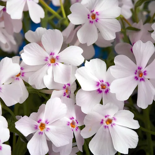 Vista 5 de Phlox subulata 'Amazing Grace', Phlox rastrero, Phlox musgo, rosa musgo, cubierta del suelo, hoja perenne con flores blancas vistosas