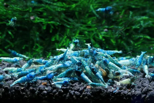 Vista 5 de Camarones vivos para acuario de agua dulce - Caridina (Black King Kong, 5 unidades)