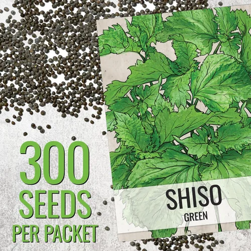 Vista 3 de Seed Needs Green Shiso Seeds to Plant Heirloom Perilla No GMO 5 paquetes