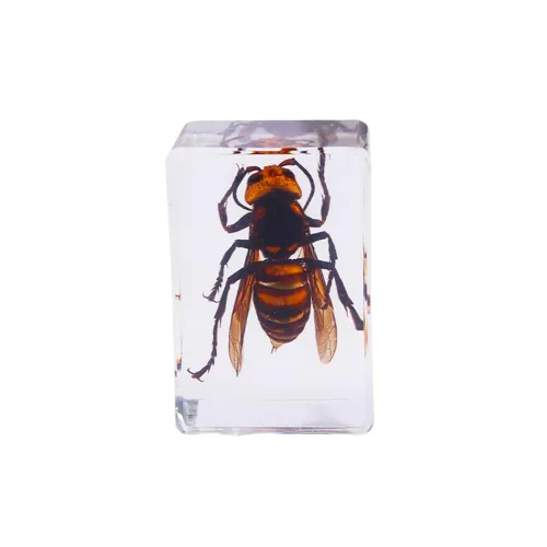 Vista 4 de Espécimen de resina Colección de insectos Pisapapeles Espécimen animal para educación científica 6 estilos insectos