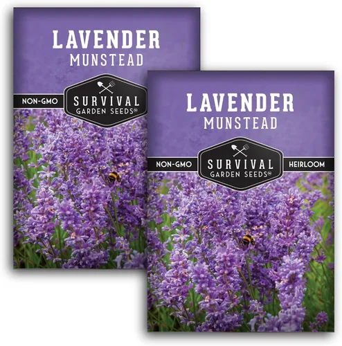 Vista 11 de Munstead English Lavender Seeds for Planting, Compact Herb - 1 Pack