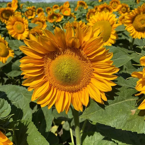 Vista 39 de Eden Brothers Semillas de girasol - Autumn Beauty
