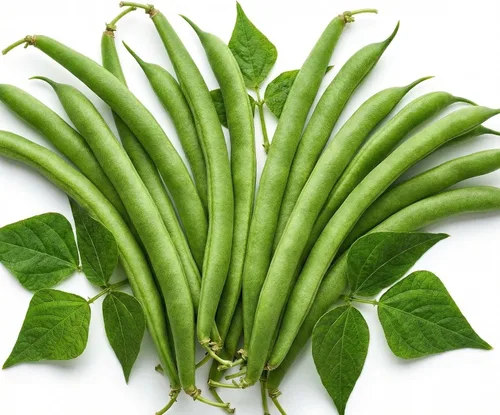 Vista 76 de 50 Hale's Best Cantaloupe Seeds for Planting - Sweet Aromatic Heirloom, Non-GMO, USA Grown by RDR Seeds