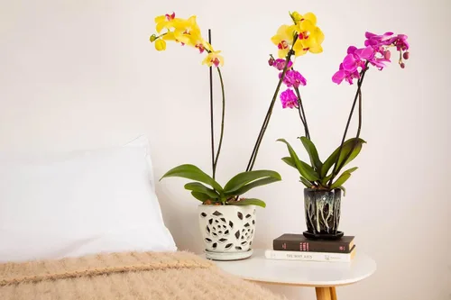 Vista 4 de rePotme Maceta para Orquídeas - Maceta de Cerámica para Orquídeas de 5 Pulgadas con Recorte Floral y Agujeros (Crema sobre Algodón de Azúcar)