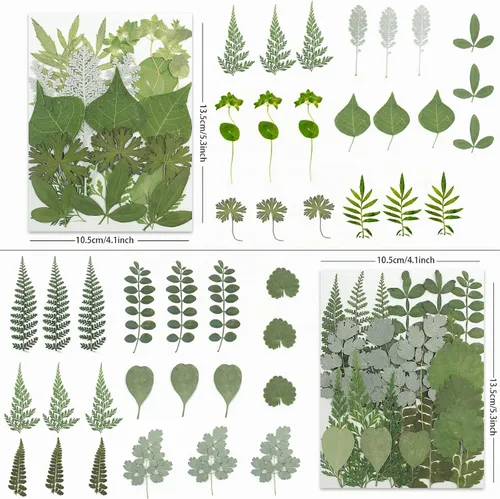 Vista 3 de LUXEEASE Hojas prensadas secas 84P, verde terroso Verde Natural 84p