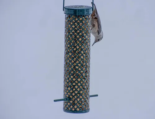 Vista 6 de C&S Pepitas de Sebo para Picoteo de Pájaros Carpinteros, Caja Mega de 8 Libras (Paquete de 2)