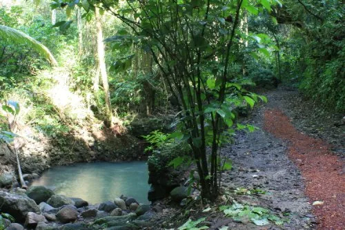 Vista 5 de Scenic Trex Beachside Jungle DVD - Virtual Walking, Cycling, Treadmill Workout