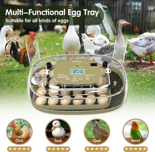 Vista 7 de HOWOOlUA Incubadora de huevos para incubar huevos con giro automático, control de temperatura y humedad, incubadora de huevos integrada de gran 24