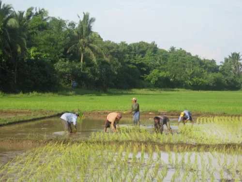 Vista 7 de Arroz negro 500 semillas sabor a nuez prohibido fácil de cultivar plantas orgánicas viables!