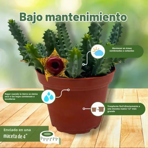 Vista 5 de BubbleBlooms Salvavidas Huernia Zebrina, Starfish Stapelia Cactus, vive en una maceta de 4 pulgadas