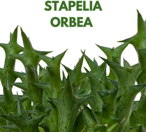 Vista 2 de BubbleBlooms Orbea Stapelia Schweinfurthii, Huernia con flores de naranja rara de 4 pulgadas
