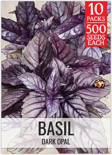 Vista 31 de Seed Needs Semillas de albahaca italiana para plantar hierbas tradicionales sin OMG, 1 paquete