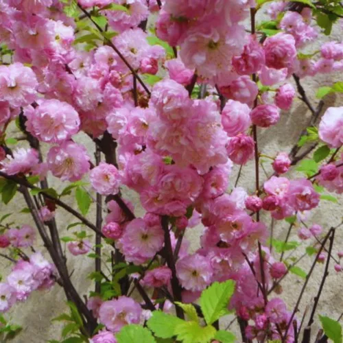 Vista 4 de Plantas de almendras en flor Árbol vivo, 7 a 11 inc. de altura, arbusto de ciruelo floreciente Planta ornamental planta ornamental doble flor rosa