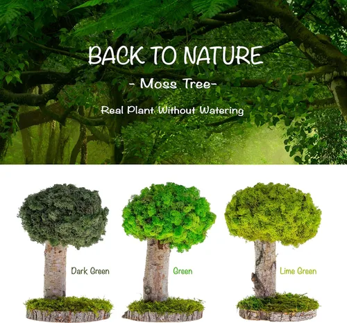 Vista 2 de Plantas reales sin riego, diseño artístico de musgo preservado y decoración, arreglo de plantas verdes naturales para interiores para el hogar