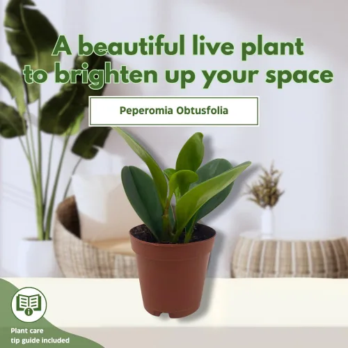 Vista 3 de BubbleBlooms Peperomia Obtusifolia - Planta de mármol verde en maceta de goma de 2 pulgadas con hoja de cuchara pequeña