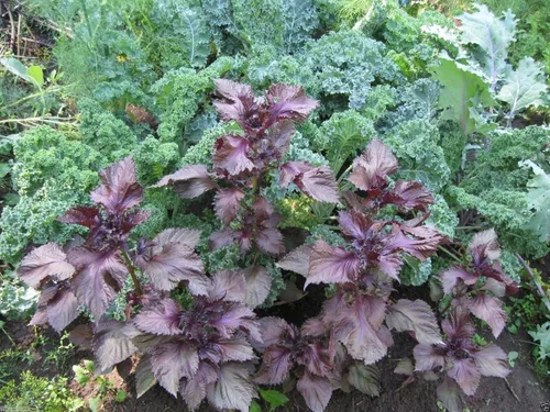 Vista 3 de 1000 semillas de perilla, hoja roja Shiso (Perilla Frutescens) Hierba fácil de cultivar