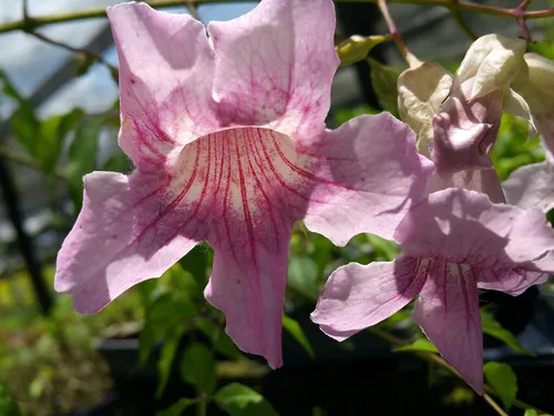 Vista 2 de Queen of Sheba Podranea Vine Planta tropical viva de gran crecimiento en expansión Scrambler Fragante Rosa Trompeta Flores Tamaño Starter Pot