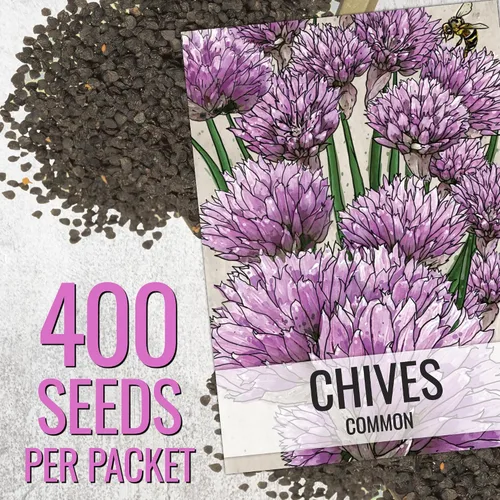 Vista 2 de Seed Needs Semillas de cebollino para plantar cebollino común, semillas de hierbas sin OMG y sin tratar para plantar un jardín de hierbas culinarias